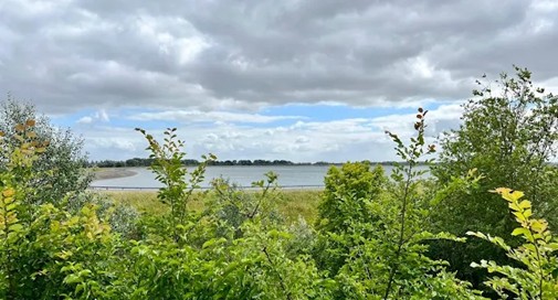 (Biesbosch). Foto van Onbekend.
Typische begroeiing